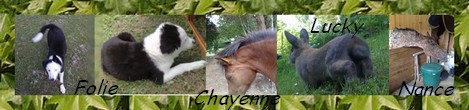 chiot - (adopté) chiot border mâle 7semaines dans le 77 Signature-animaux-moi-1fc2127
