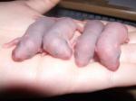 A venir, Zig-zag X Kiwi, bleu russe/noir, standard rex/lisse Dscf6960-5eef1b