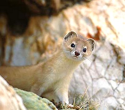 Mountain Weasel