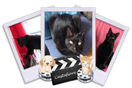 Castafiore, minette noire à adopter Paris