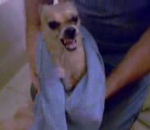 http://img48.xooimage.com/files/5/d/7/chihuahua-hargneux-608cc3.jpg