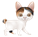 http://img48.xooimage.com/files/8/5/e/chat-1---petit-2-1f4cd20.png