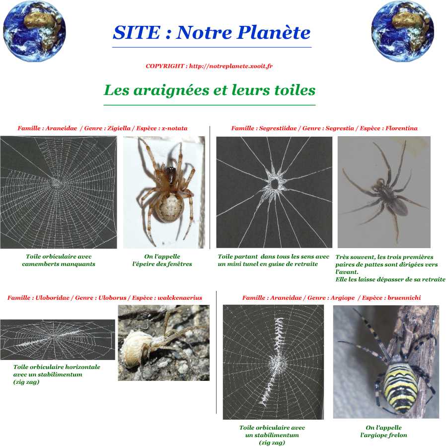 http://img48.xooimage.com/files/9/2/1/araignees-toiles01-15032ef.jpg