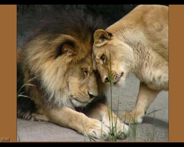 image-lion-lionne-fanfan