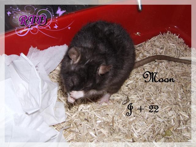 Portée Moon x Malabar, des petits chanceux Dscf8777-72787b