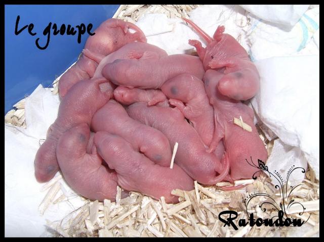 RTD Pandore xXx Spoutnik, les knakis sont nés! Dscf8022-133f58c