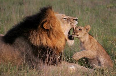 image-lion-lionceau-fanfan http://img48.xooimage.com/files/d/9/0/min_1216007225scamfdz-169bb0e.jpg