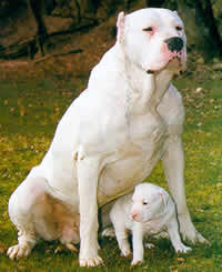 Le dogue argentin, un molosse pour femme Le dogue argentin, un molosse pour femme