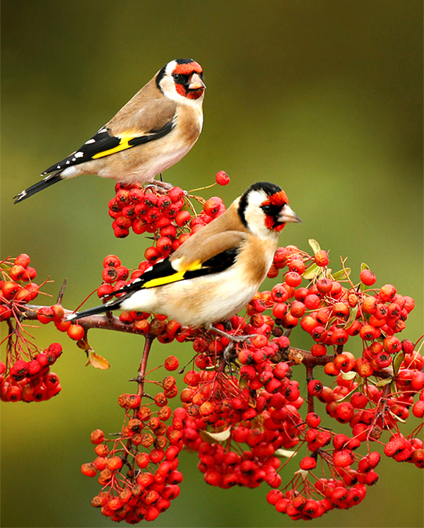 image-oiseaux-fanfan