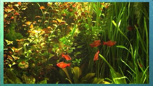 Aquarium Real Life 23 Screensaver
