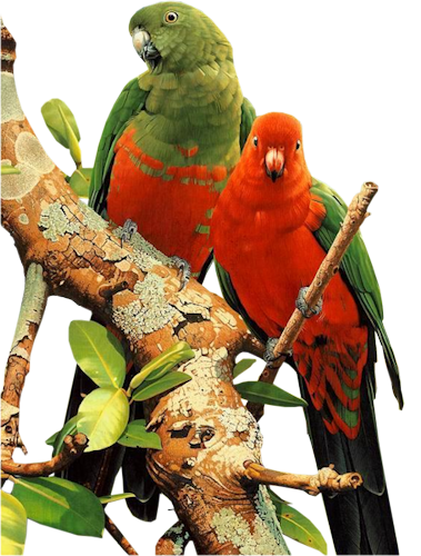 http://img48.xooimage.com/files/f/1/5/tube1514_parrot_0...08_sdt-1--85de3b.png